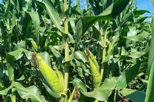 El proyecto maicero que florece en Jovellanos