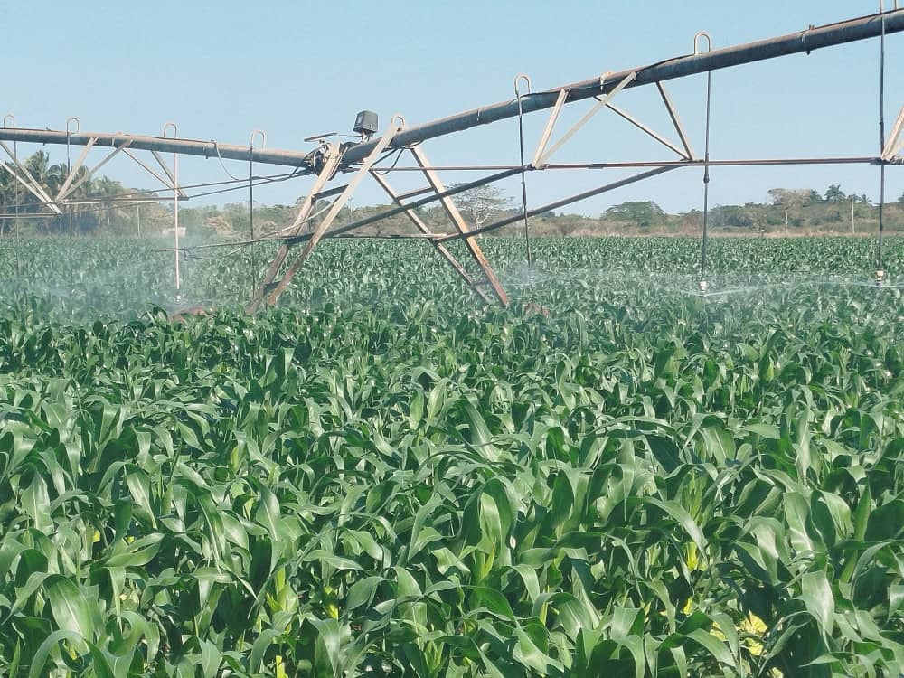 El proyecto maicero que florece en Jovellanos