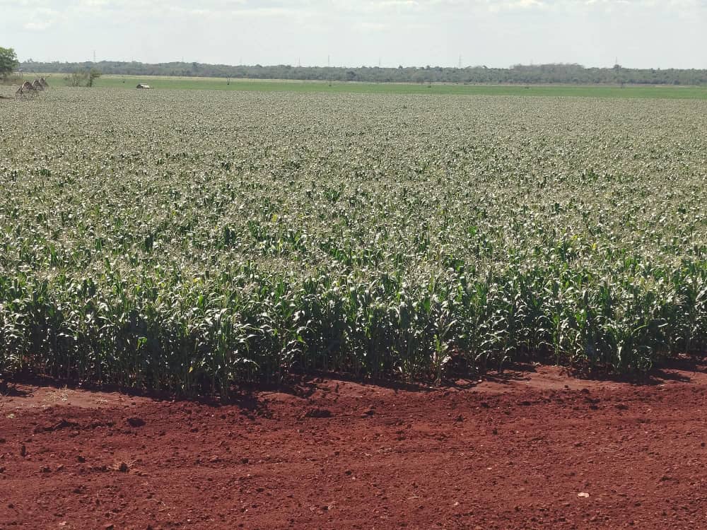 El proyecto maicero que florece en Jovellanos