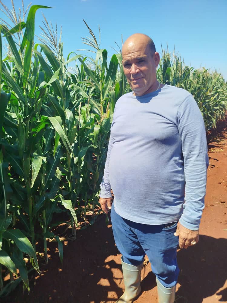 El proyecto maicero que florece en Jovellanos