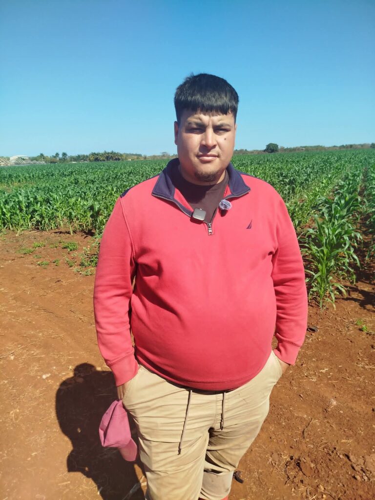 El proyecto maicero que florece en Jovellanos