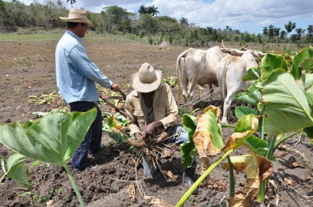 Cooperativa 13 de Marzo: innovación y trabajo al servicio del tabaco