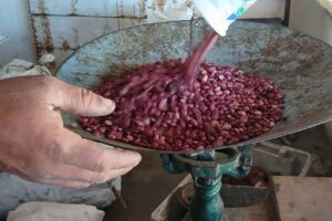 Inicia en Colón venta normada de frijol como parte de estrategia de autoabastecimiento local
