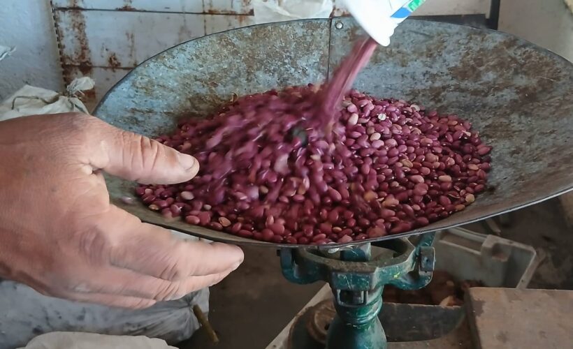 Inicia en Colón venta normada de frijol como parte de estrategia de autoabastecimiento local
