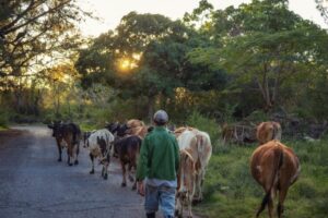 Impago a productores: el círculo vicioso de la deuda