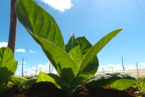 Apuestan en la CPA 13 de Marzo por el tabaco como renglón estratégico