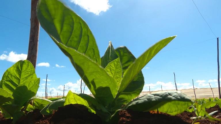 Apuestan en la CPA 13 de Marzo por el tabaco como renglón estratégico