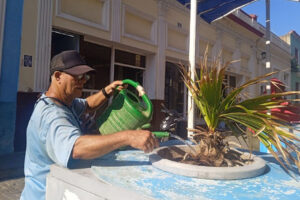Matanzas: inician restauración de jardinería en calle patrimonial. Foto: Yenli Lemus Domínguez