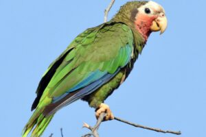 Postales Matanceras: Las cotorras del castillo