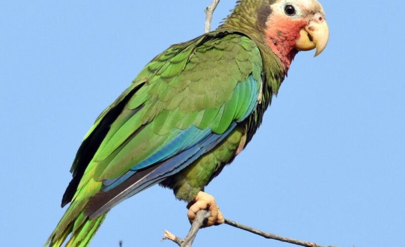 Postales Matanceras: Las cotorras del castillo