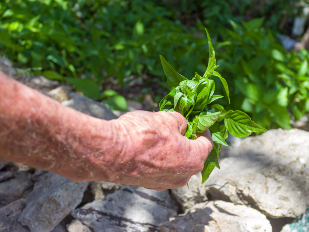 Villalonga, el don de curar