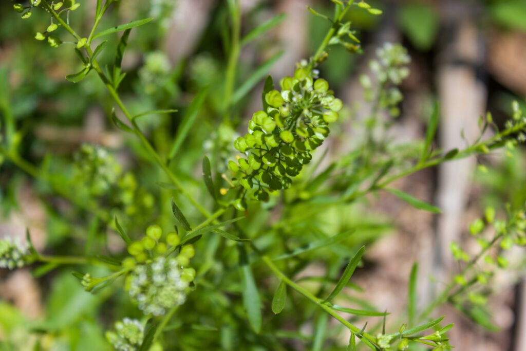 Villalonga, el don de curar
