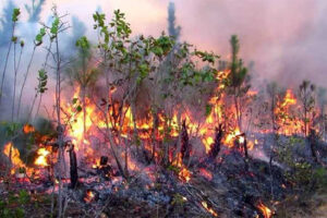 Informa el Cuerpo de Guardabosques de Cuba sobre incendios forestales