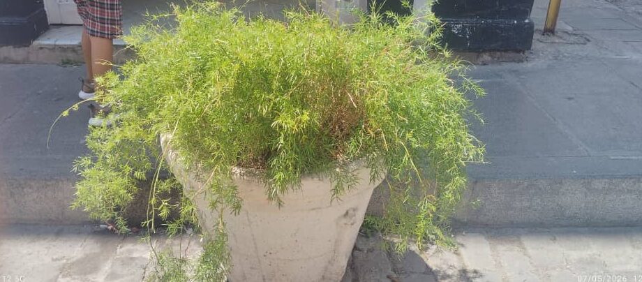 Trueque Verde, una iniciativa para reforestar el centro urbano de la ciudad