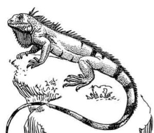 Reptil
