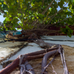 Cámara Viva: Un Ficus entre El Batazo y la UNE