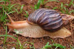 El caracol gigante africano es una imagen recurrente en muchos patios del poblado de Santa Marta. Foto: tomada de Prensa Latina