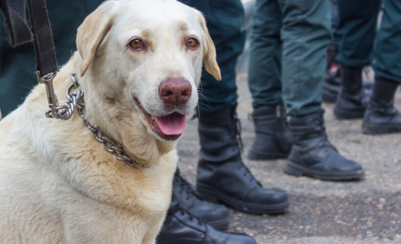 Perros, los rostros de la lealtad: un día para mirarlos a los ojos