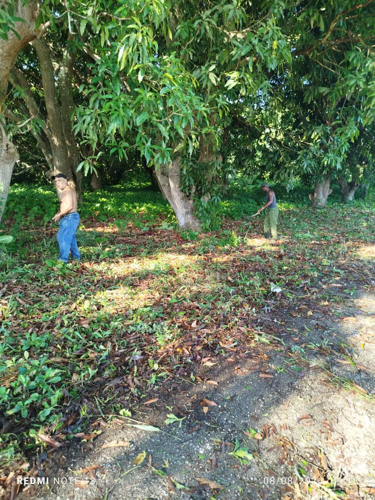 Trabajadores de Matanzas honran centenario de Fidel con jornada de trabajo voluntario