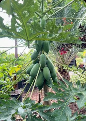 Innovar para producir más frutabomba en Matanzas