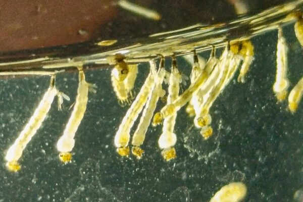 Cámara Viva: Mosquitos, el enemigo en casa