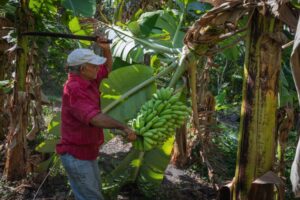 Chequea vicepresidente Salvador Valdés Mesa estrategias productivas en Matanzas